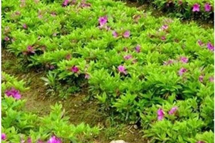 毛鹃小苗移栽多久可施肥