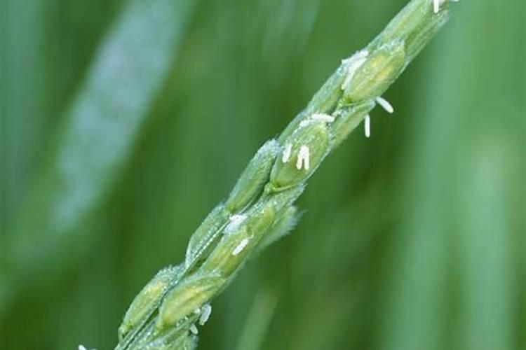 水稻扬花期可以喷农药吗