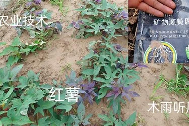 种红薯用什么复合肥好