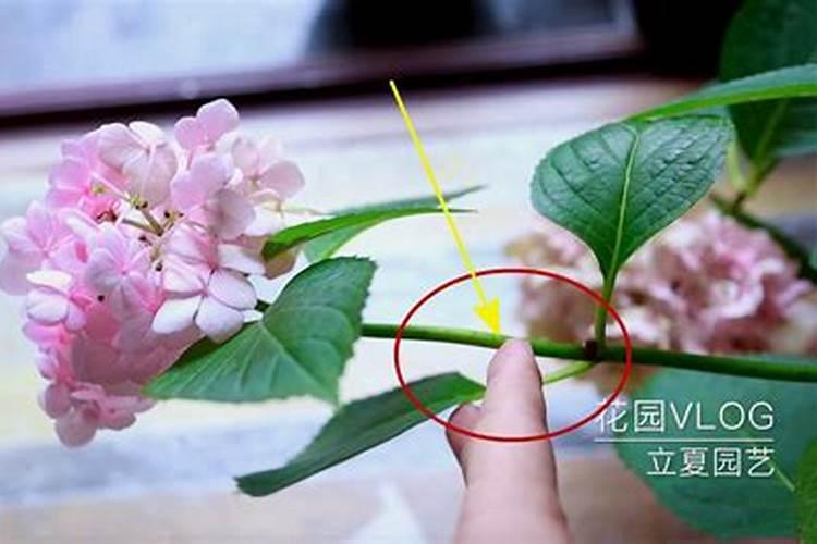 绣球开花后怎么施肥