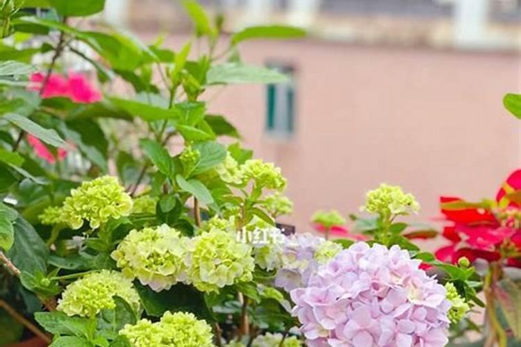 绣球花开花过后养护方法很重要,做好后来年开花更多,如何养呢？