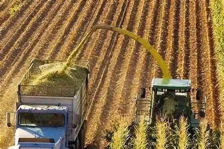 硼酸镁溶于水吗