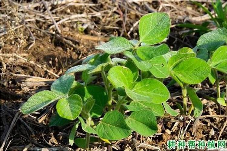 花生枯饼现在可以浇脐橙吗？