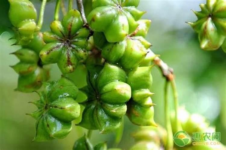 八角种植管理技术