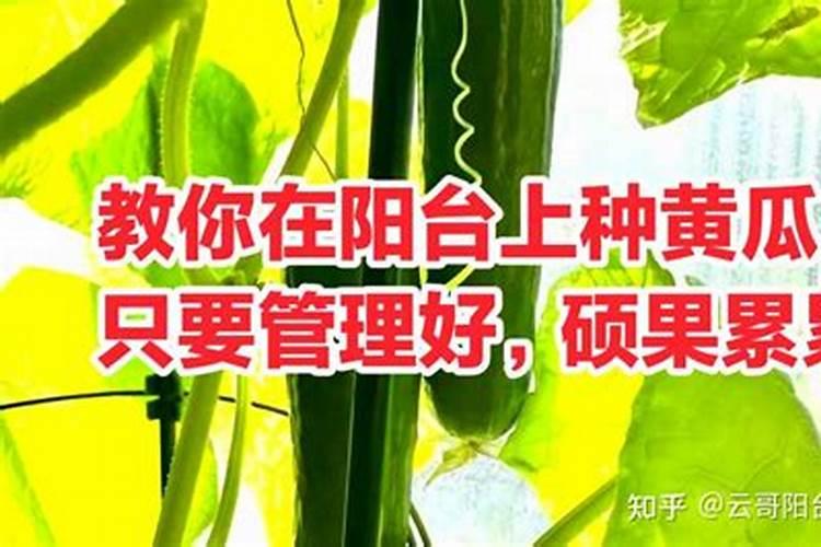种黄瓜用什么肥料