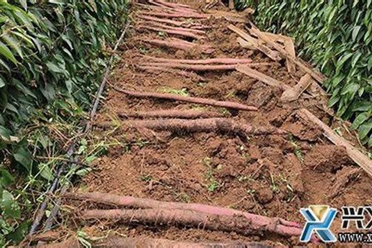 七品网有机食品品鉴大会暨首届生态有机产业创新峰会在天津举行百度知 ...