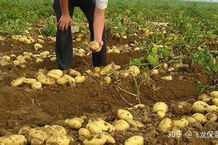 河南2008年洋葱价格是多少 ？只要河南价格