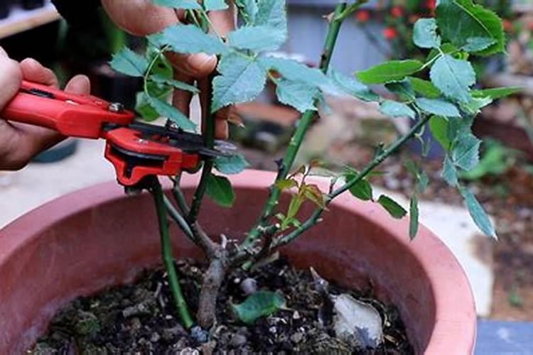 微型月季,花后这样修剪和施肥,一年爆盆12个月!