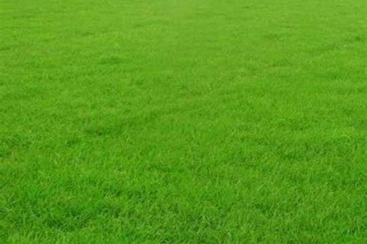 草坪专用肥洒上几天可以撒种子