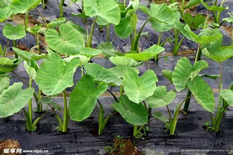 浇花方法的小窍门