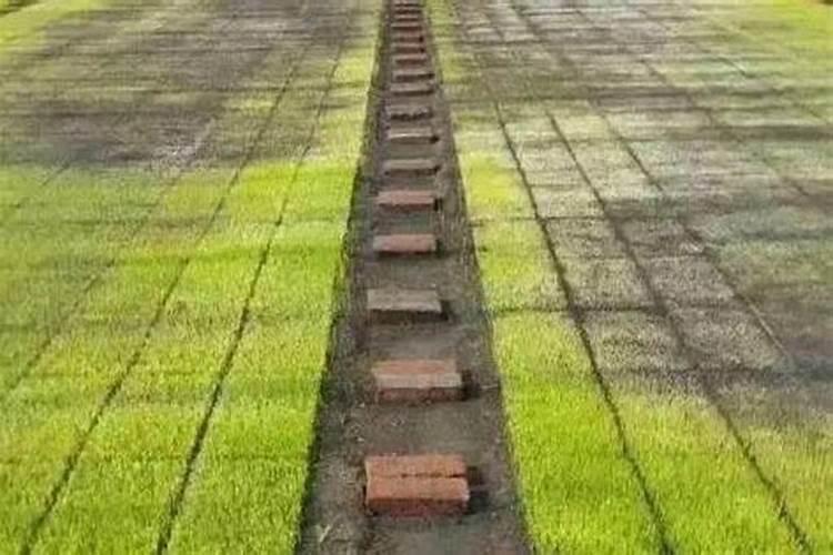 水稻秧苗叶子发黄不长怎么办