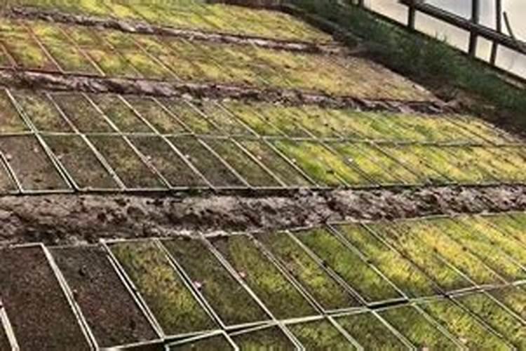 水稻苗床出苗不齐的原因及解决方法