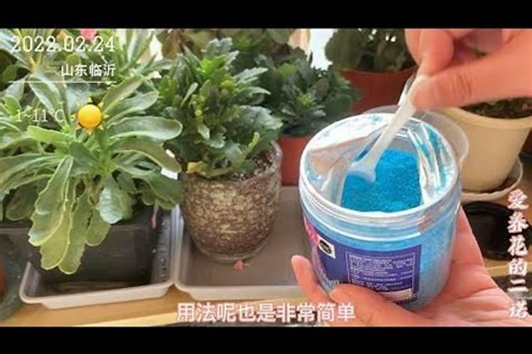 磷酸二氢钾怎么给长寿花施肥,施肥技巧