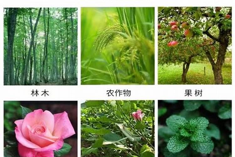 种植月季花用销基复合肥好还是硫酸钾型复合肥好