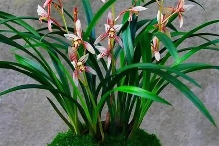 26到28行的玉米品种有哪些