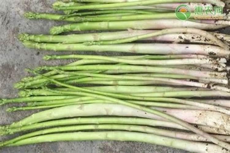 芦笋基肥应该用什么肥料？基肥施用要点