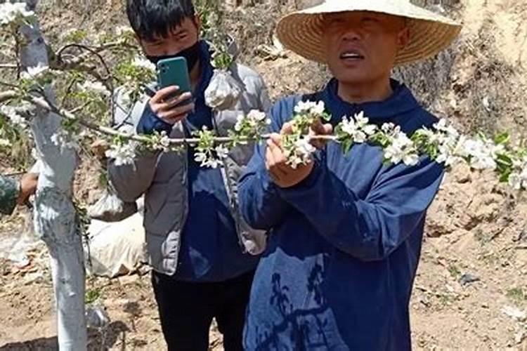 果树全年四次施肥方法