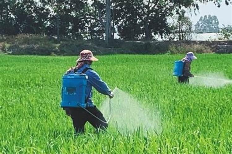 水稻田除稗草几天才能施肥？