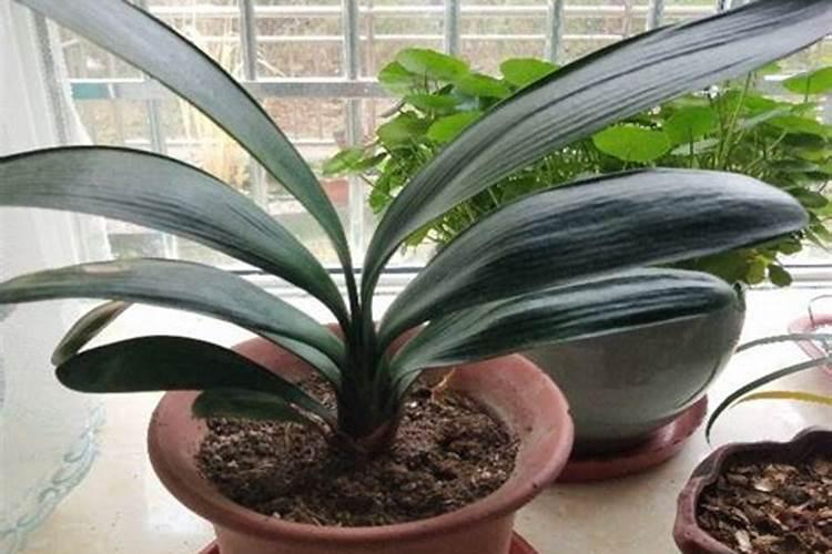 种植柑子树的方法