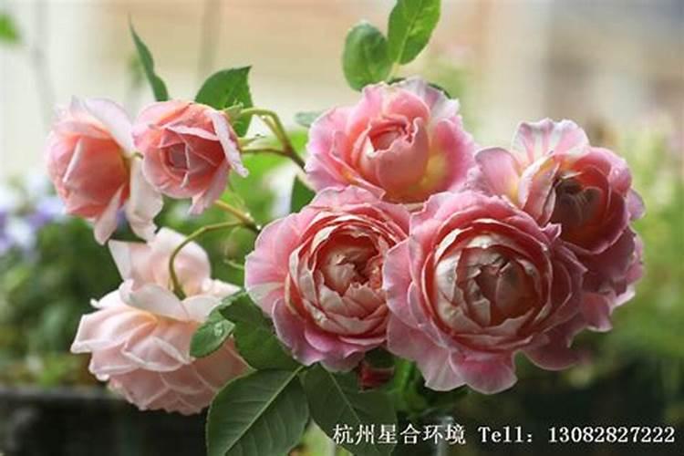 夏季养月季该如何施肥