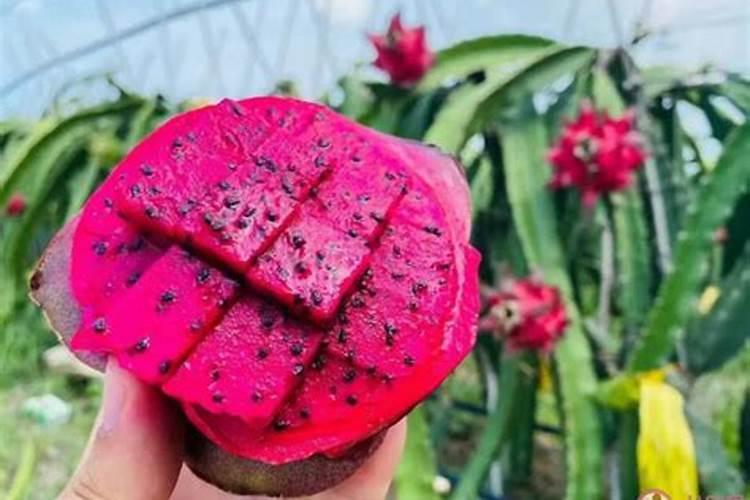 多肉植物施肥后多久可以浇水