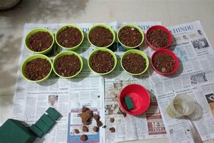 多肉种下能不能马上浇水