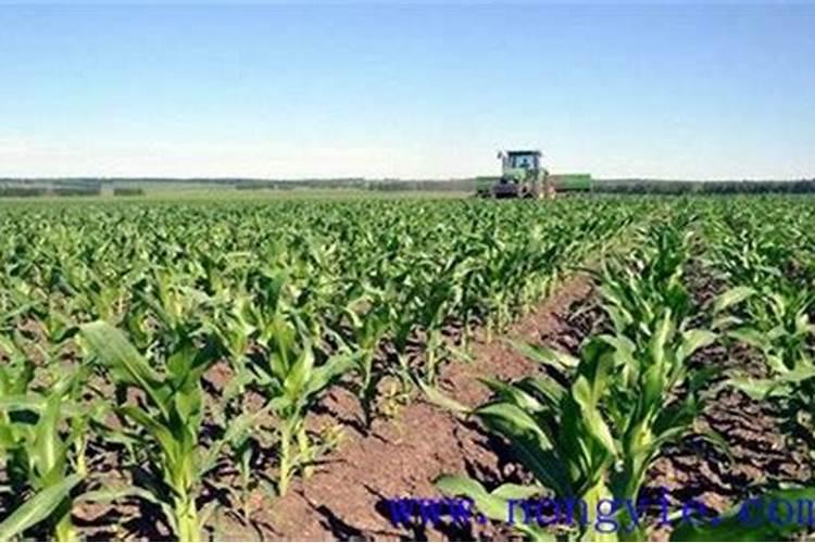 洛阳千亩猕猴桃种植基地项目