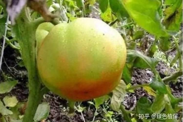 影响番茄着色的原因及番茄着色膨果的方法