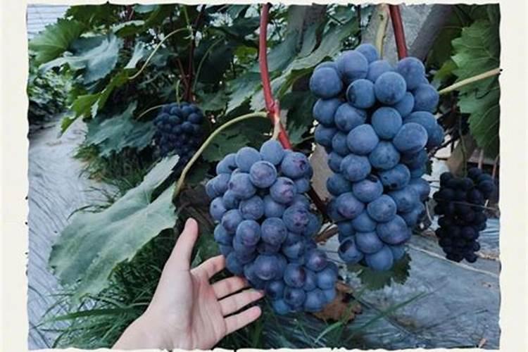 夏黑葡萄现在开始转色,粒子不是很大,请问转色后葡萄还可以长么？