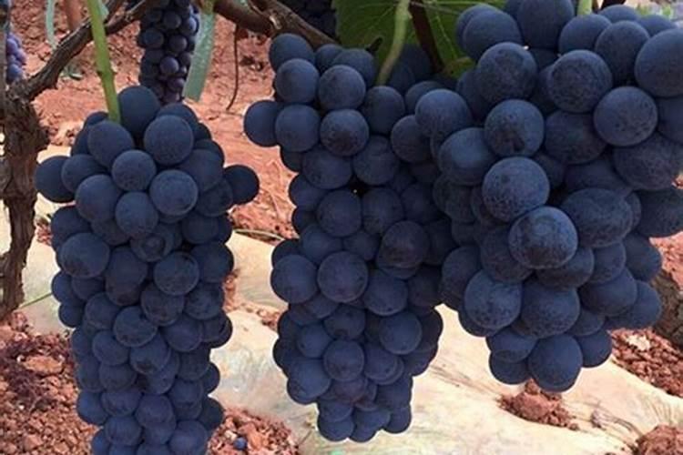 夏黑葡萄转色期肥水管理!怎样促早熟果实膨大