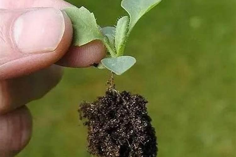 紫乐多久浇一次水