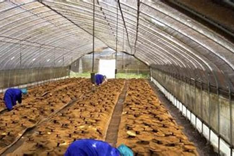 灵芝多久浇一次水