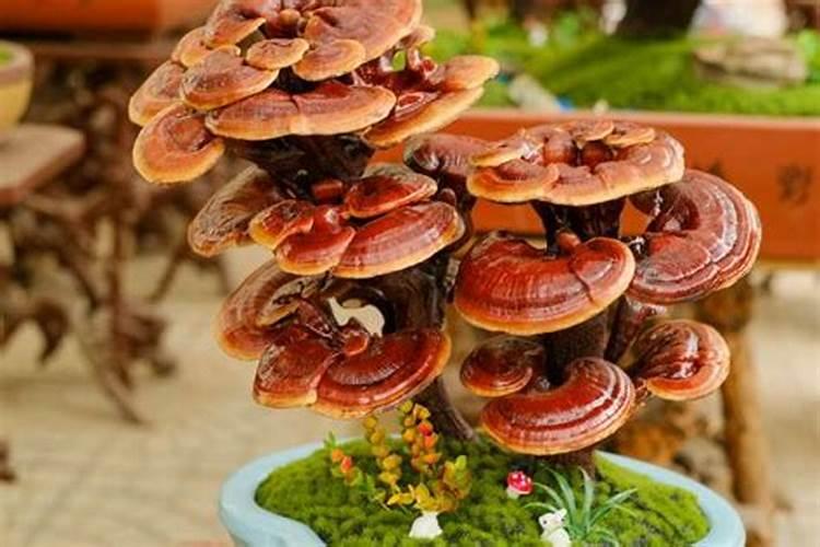 家庭养灵芝怎么浇水