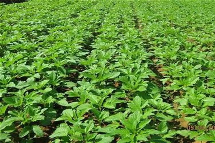 怎样种芝麻才能高产 种芝麻用什么肥料好