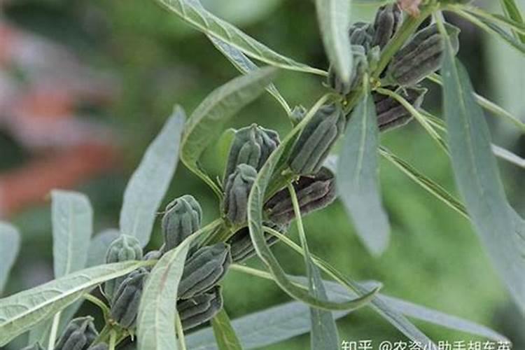 芝麻要如何施肥,芝麻如何施肥才能高产