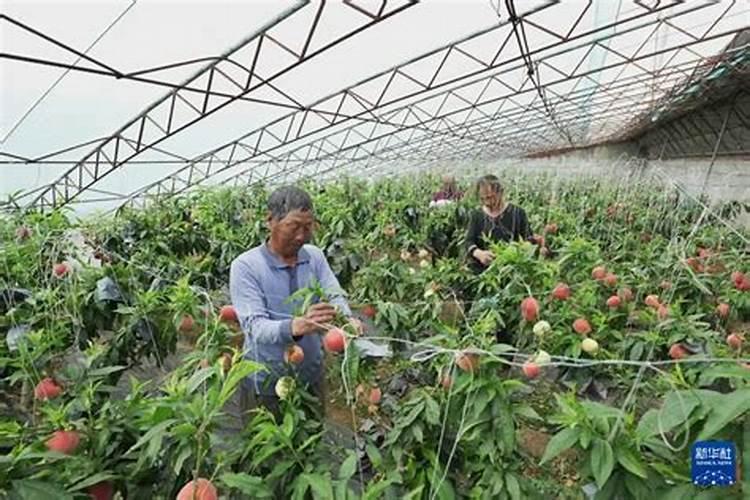 有机肥一个花盆放多少