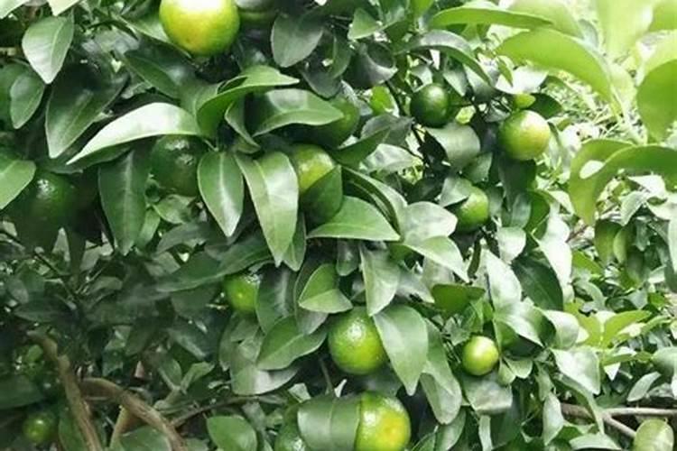 钾肥是什么肥料 植物缺少钾肥会怎么样