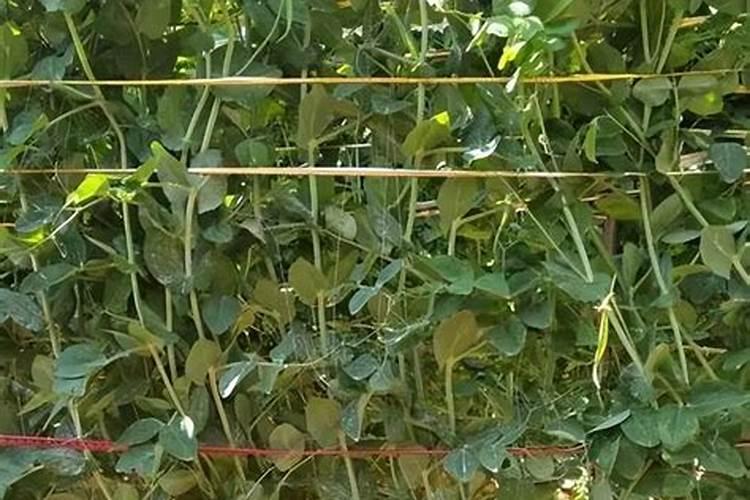 棉花被子真的可以让冷饮冻住不化吗