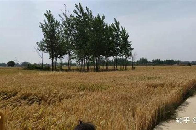 一亩烤烟用多少钾肥 什么时候施钾肥好