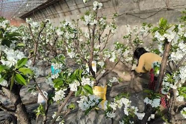 车厘子需要用哪种肥料增甜？什么时间段施肥？