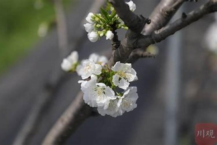 车厘子施肥时间和方法