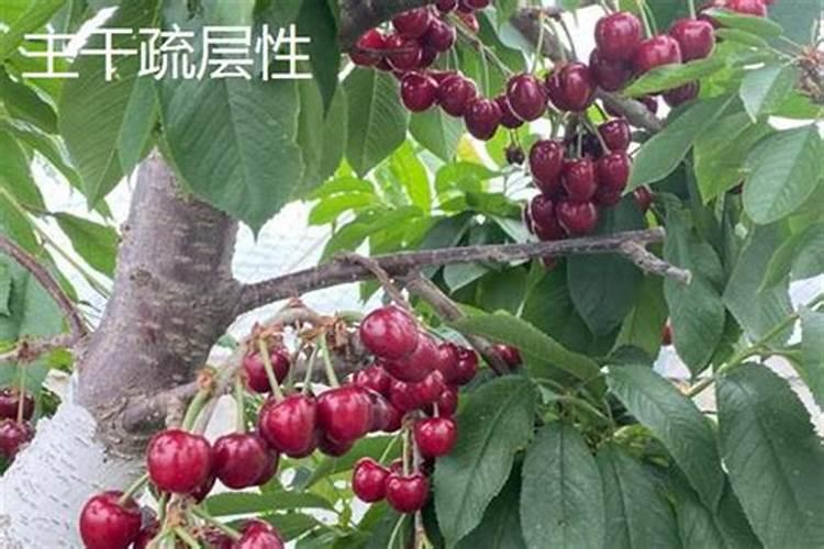 车厘子盆栽施什么肥,什么季节开花？