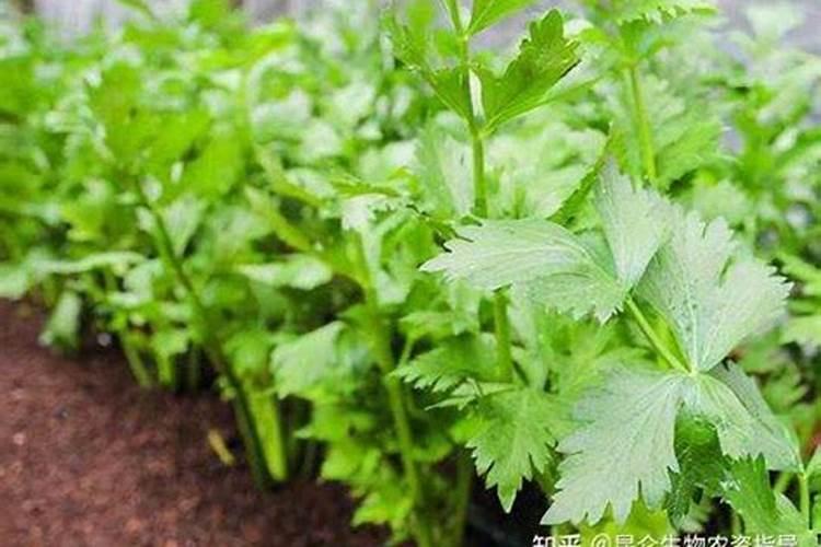 甲a类液体有哪些