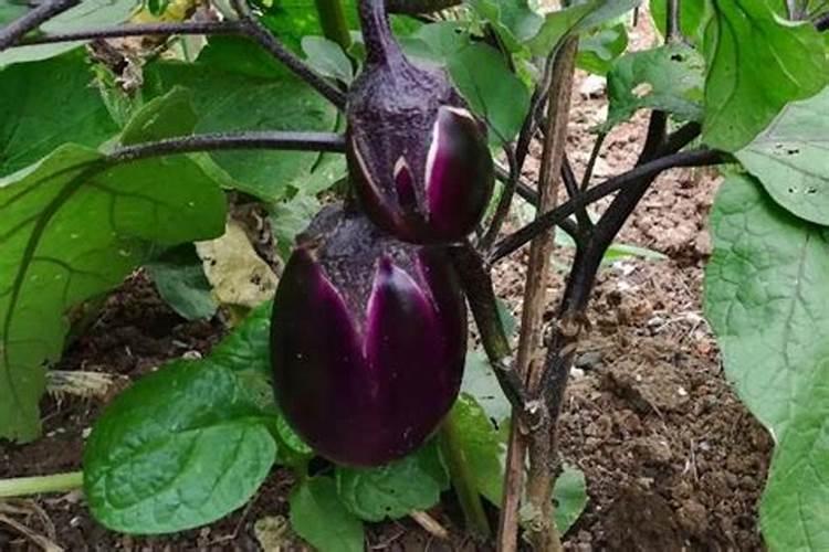 玉米叶面肥可以打茄子白菜吗？