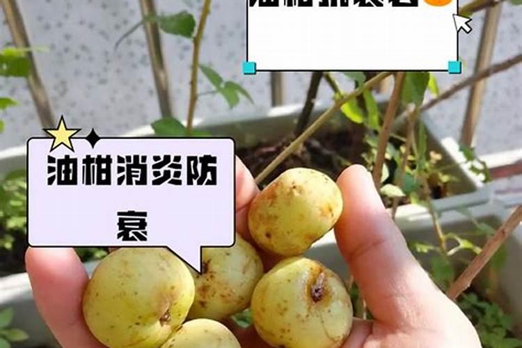 油柑什么时候施肥最好？