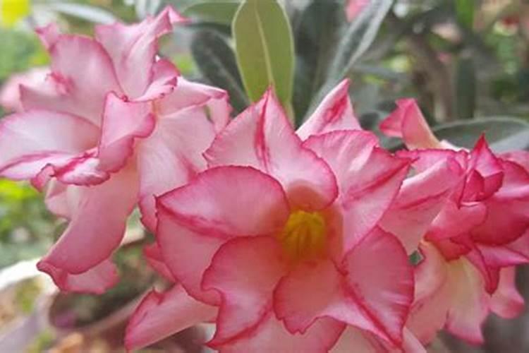 西红柿种植如何提高产量