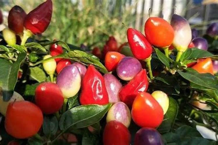 盆栽彩椒种植方法(彩椒 盆栽)
