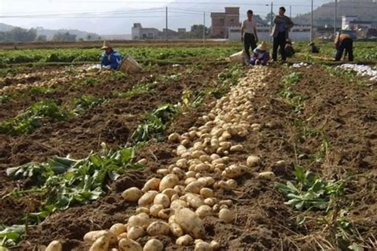 土豆开花后施什么肥料