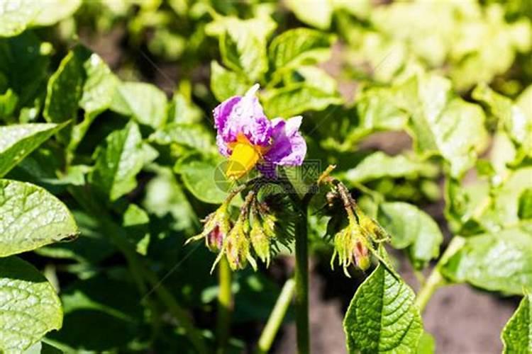 土豆开花后如何管理