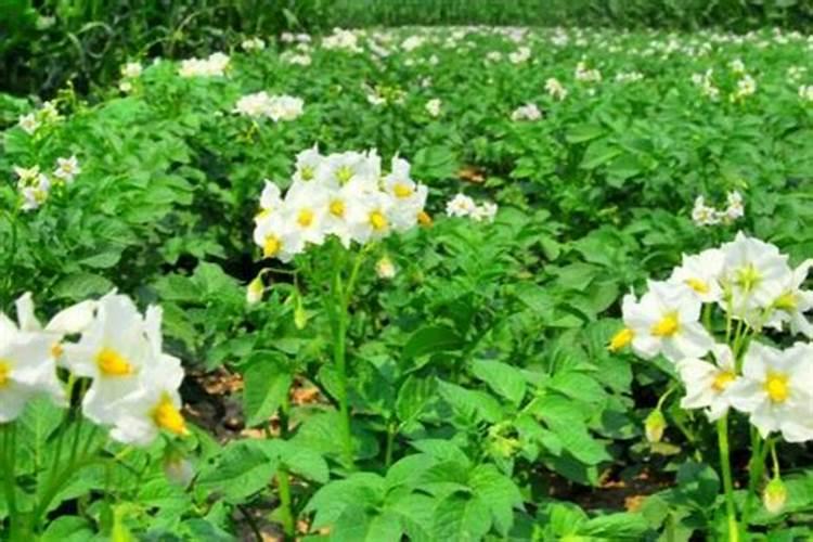 土豆开花后施什么肥料